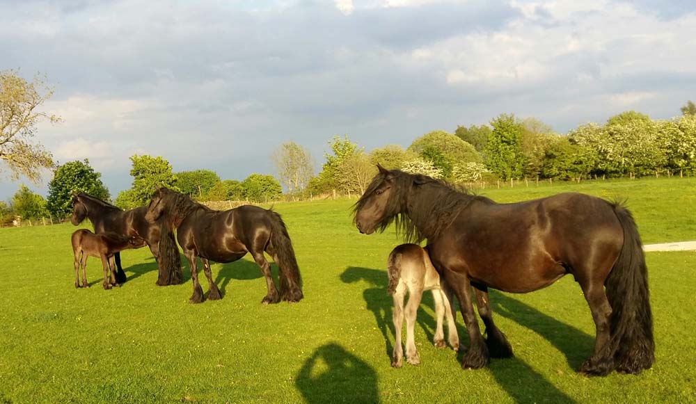 Mares in the field watching a new arrival